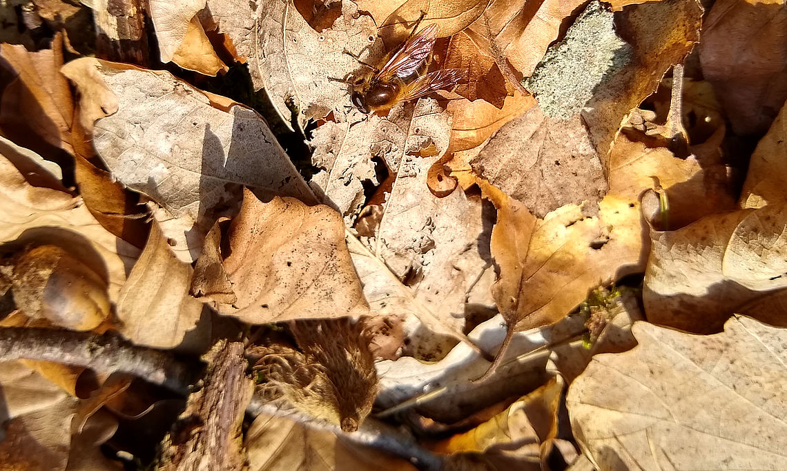 "Natur-Müll"
