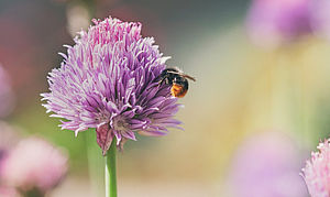 Wildbiene auf Schnittlauchblüte